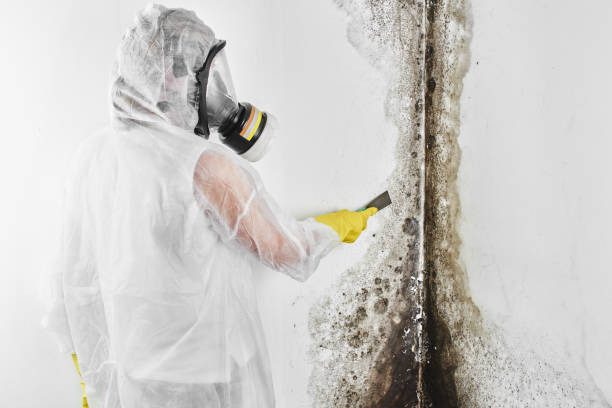 Best Toxic Mold Removal  in New Smyrna Beach, FL