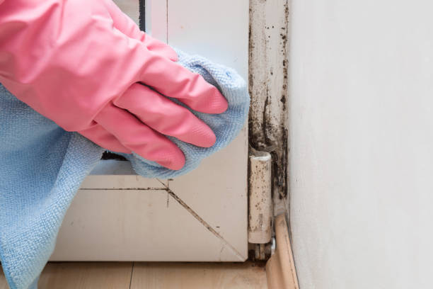 Best Crawl Space Mold Removal  in New Smyrna Beach, FL